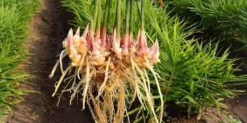 Organic Ginger Farming