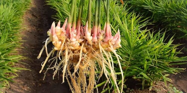 Organic Ginger Farming