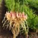 Organic Ginger Farming