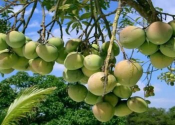 Organic Mango Farming