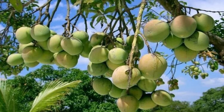 Organic Mango Farming
