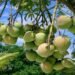 Organic Mango Farming