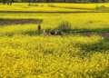 Organic Mustard Farming