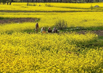 Organic Mustard Farming