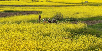 Organic Mustard Farming