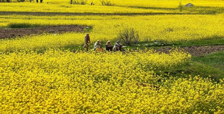 Organic Mustard Farming