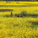 Organic Mustard Farming