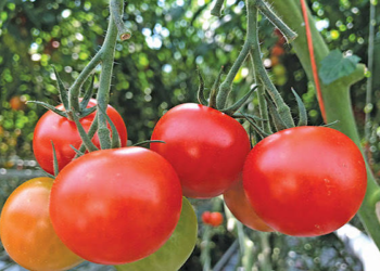 Organic Tomato Pest Management