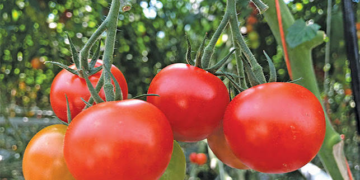 Organic Tomato Pest Management