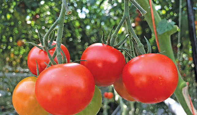 Organic Tomato Pest Management
