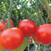 Organic Tomato Pest Management