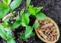 Organic Turmeric Farming