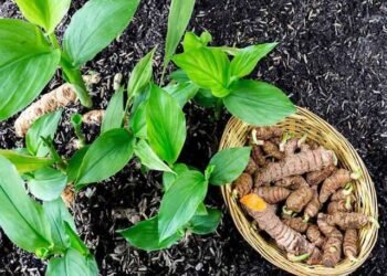 Organic Turmeric Farming