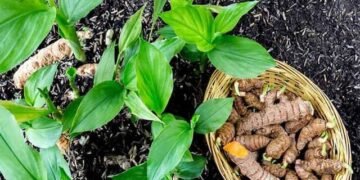 Organic Turmeric Farming
