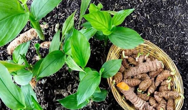 Organic Turmeric Farming