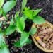 Organic Turmeric Farming