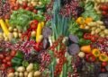 Organic Vegetable Farming