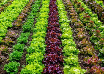 Organic Vegetable Farming