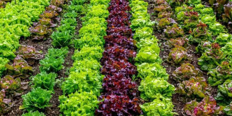 Organic Vegetable Farming