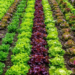 Organic Vegetable Farming