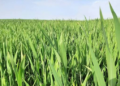 Organic Weed Management