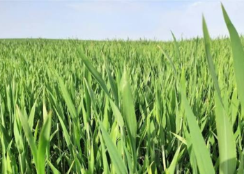 Organic Weed Management