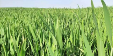 Organic Weed Management