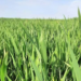 Organic Weed Management