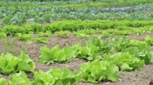 Organic Food