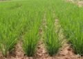 Paddy Crop