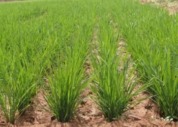Paddy Crop
