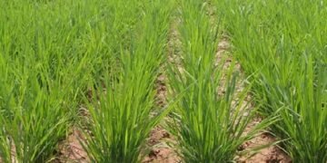 Paddy Crop