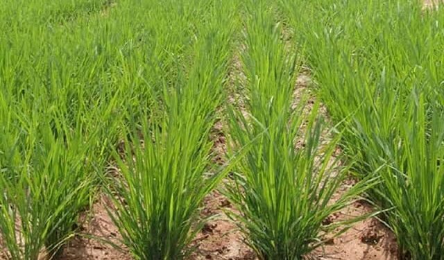 Paddy Crop