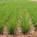 Paddy Crop