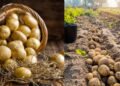 Potato Blight Disease