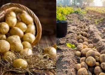 Potato Blight Disease