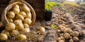 Potato Blight Disease