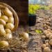 Potato Blight Disease