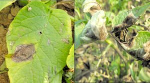 Potato Blight Disease