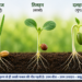 The importance of seeds in the era of climate change