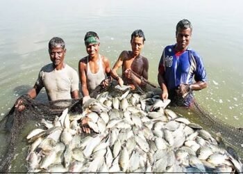Fisheries Department to launch Special Campaign 6.0 from October 2 to 31