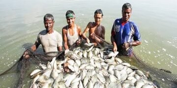 Fisheries Department to launch Special Campaign 6.0 from October 2 to 31