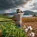 Rabi Crops in India