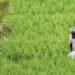 Rajasthan Farmer ID
