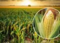 Scientific Maize Cultivation