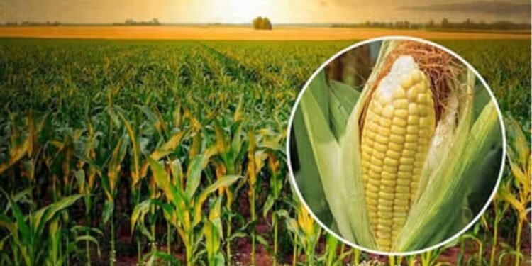 Scientific Maize Cultivation