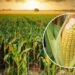 Scientific Maize Cultivation