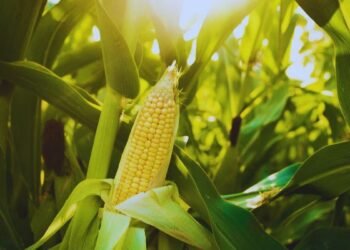 Scientific Maize Farming