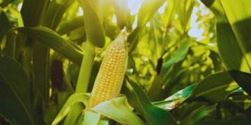 Scientific Maize Farming