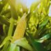 Scientific Maize Farming